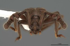 Pselaphinae