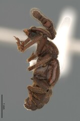 Pselaphinae