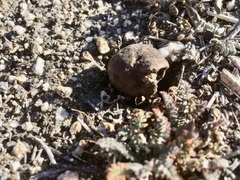 Disciseda subterranea