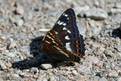 Limenitis populi