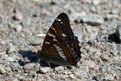 Limenitis populi