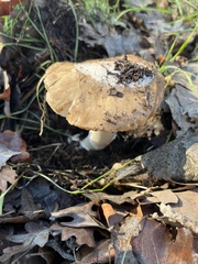 Amanita calyptratoides