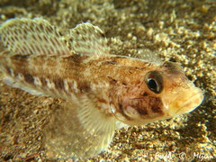 Gobius geniporus