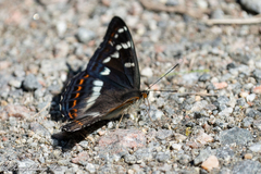Limenitis populi