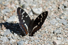 Limenitis populi