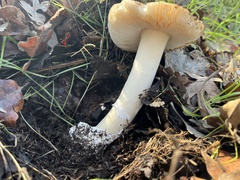 Amanita calyptratoides