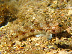 Gobius roulei