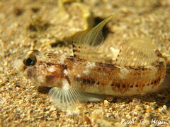Gobius roulei