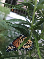 Limenitis archippus watsoni