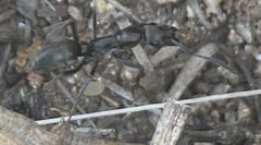 Paltothyreus tarsatus