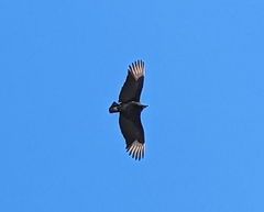 Coragyps atratus