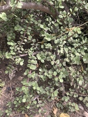 Ceratonia siliqua