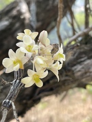 Dendrobium ovatum