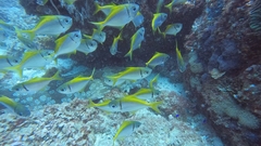 Schuettea scalaripinnis