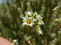 Mortonia utahensis