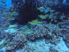 Schuettea scalaripinnis