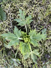 Sanicula arctopoides