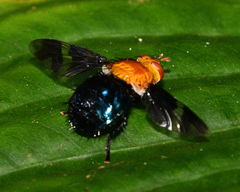 Tachinisca cyaneiventris