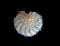 Elphidium aculeatum