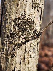 Frullania eboracensis