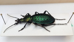 Carabus smaragdinus