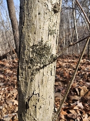 Frullania eboracensis