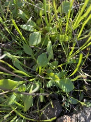 Claytonia rubra