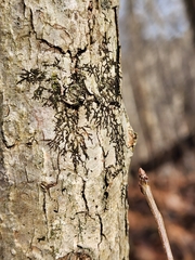 Frullania eboracensis