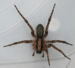 Varacosa