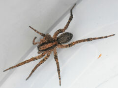 Varacosa