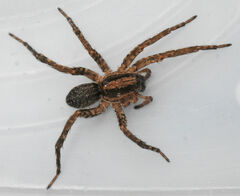 Varacosa