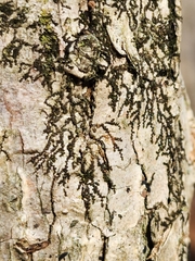 Frullania eboracensis