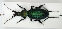 Carabus smaragdinus