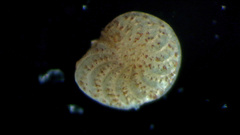 Foraminifera