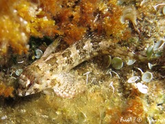 Lipophrys trigloides