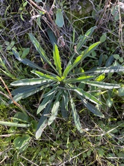Erysimum franciscanum