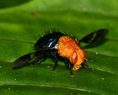 Tachinisca cyaneiventris