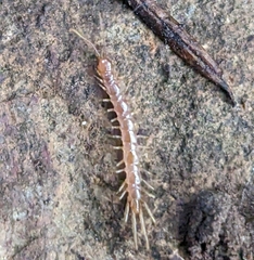 Lithobiomorpha