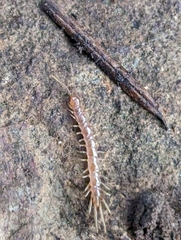Lithobiomorpha