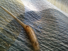 Eristalis tenax