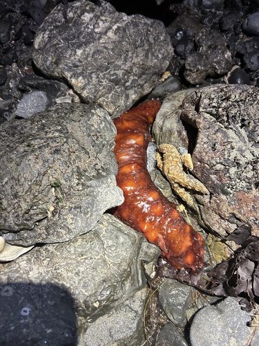 giant California sea cucumber, Edwards St, Trinidad, CA, US, photo 10 of 10