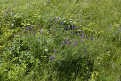 Astragalus jelenevskyi