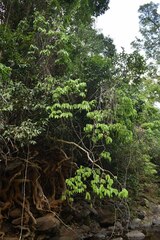 Dendrophthoe curvata