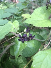 Matelea carolinensis