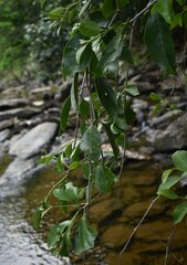 Dendrophthoe curvata