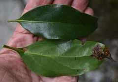 Dendrophthoe curvata