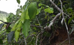 Dendrophthoe curvata