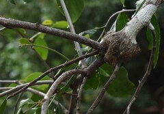 Dendrophthoe curvata