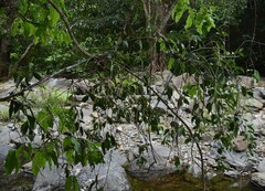 Dendrophthoe curvata