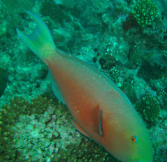 Chlorurus strongylocephalus